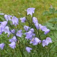 Campanule rotundifolia