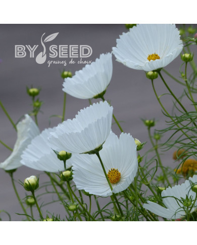 Cosmos Cupsy White