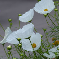 Cosmos Cupsy White