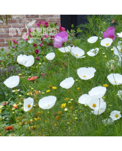 Cosmos Cupsy White