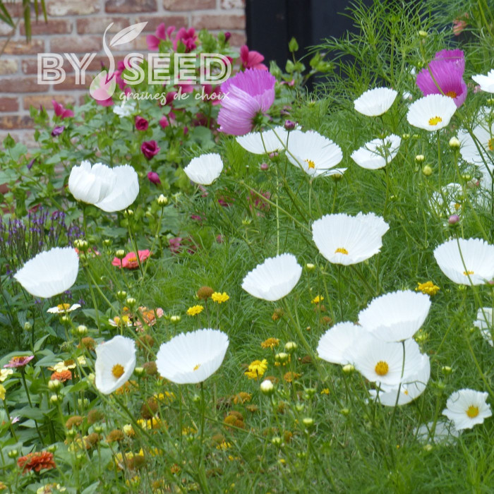 Cosmos Cupsy White
