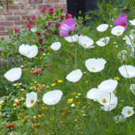 Cosmos Cupsy White