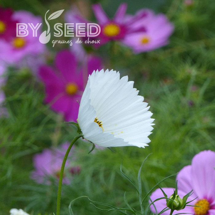 Cosmos Cupsy White
