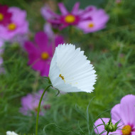 Cosmos Cupsy White