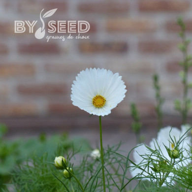 Cosmos Cupsy White