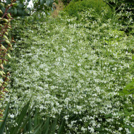 Crambe cordifolia - Chou nuage