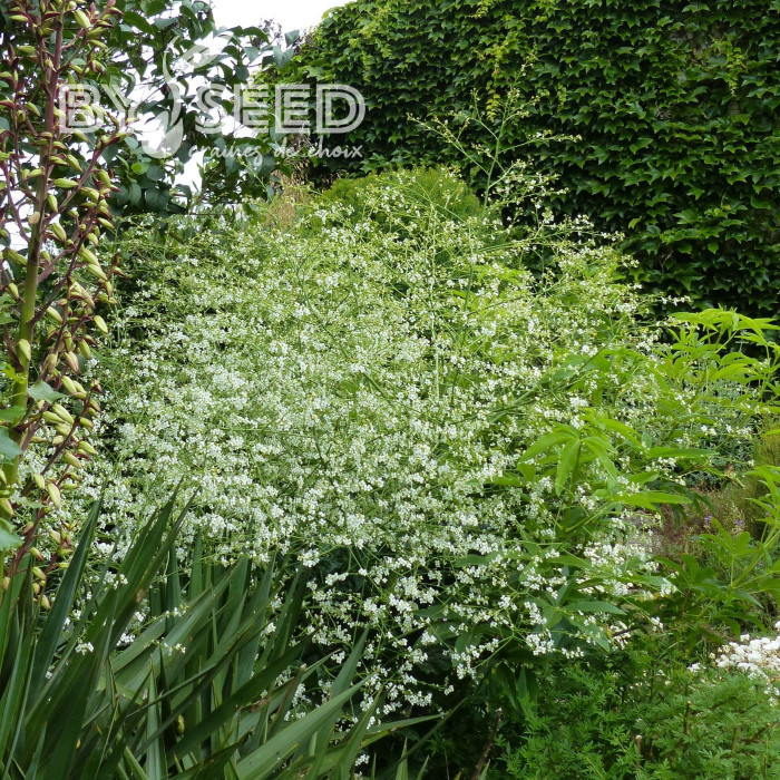 Crambe cordifolia - Chou nuage