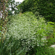 Crambe cordifolia - Chou nuage