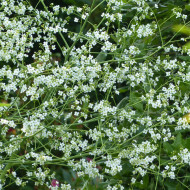 Crambe cordifolia - Chou nuage