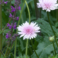 Crepis rubra - Pink Dandelion