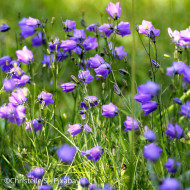 Campanule rotundifolia