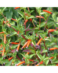Cuphea Pink Shimmer (graines multi-enrobées)