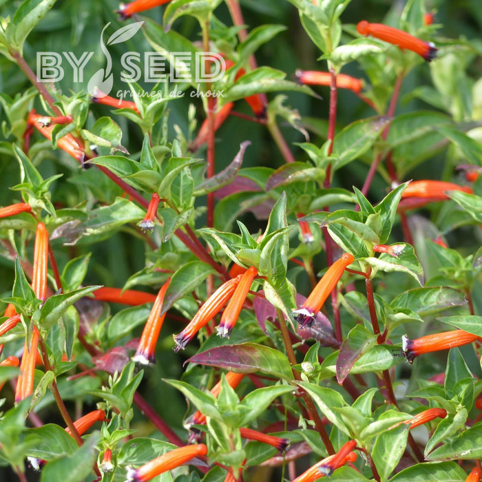 Cuphea ignea Plante-cigarette
