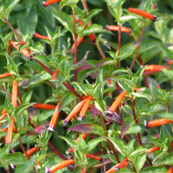 Cuphea ignea Plante-cigarette