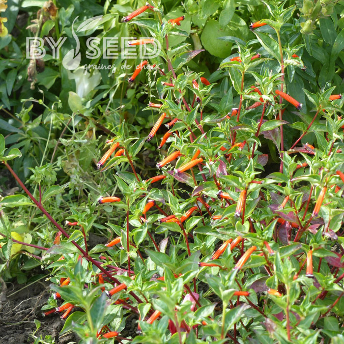 Cuphea ignea Plante-cigarette