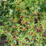 Cuphea ignea Plante-cigarette