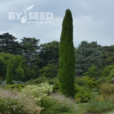 Cyprès de Provence