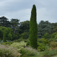 Cyprès de Provence