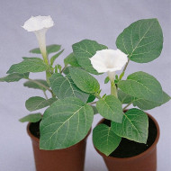 Datura metel Belle Blanche