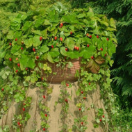 Fraisier des bois Attila®