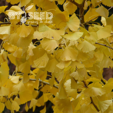 Ginkgo biloba - Arbre-aux-Quarante-Ecus