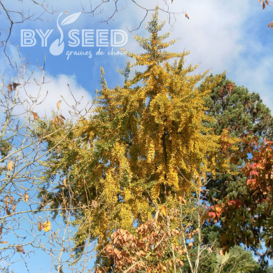 Ginkgo biloba - Arbre-aux-Quarante-Ecus
