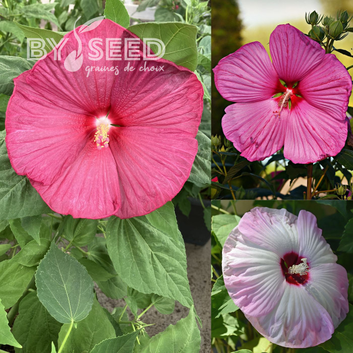 Hibiscus des marais Mix