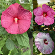 Hibiscus des marais Mix