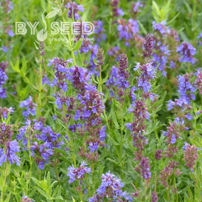 Hysope officinale bleue