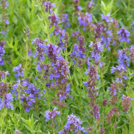 Hysope officinale bleue