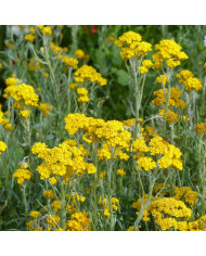 Hysope officinale bleue