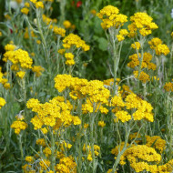 Helipterum Sanfordii