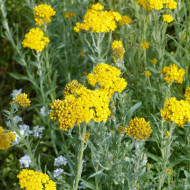 Helipterum Sanfordii