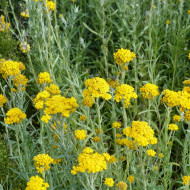 Helipterum Sanfordii