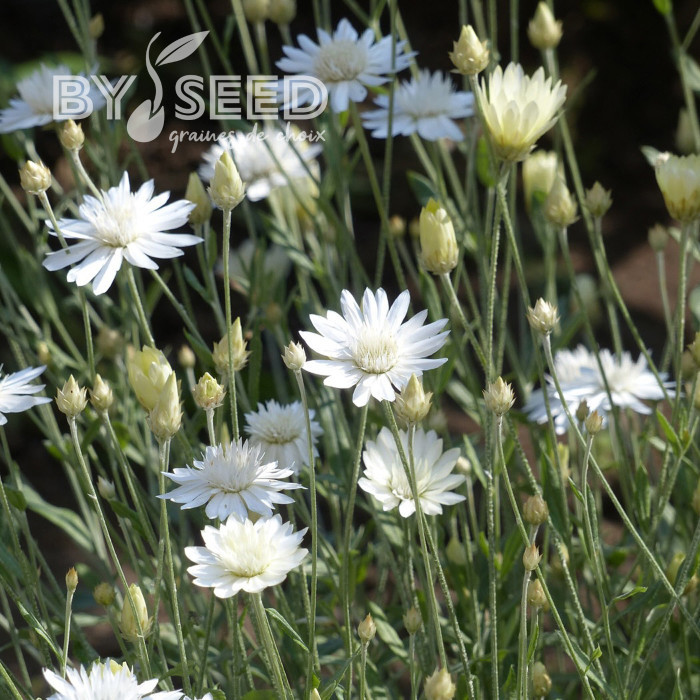 Immortelle annuelle Superbissimum Album