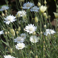 Immortelle annuelle Superbissimum Album