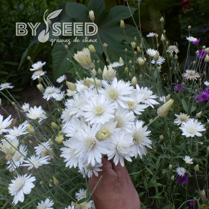 Immortelle annuelle Superbissimum Album