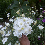 Immortelle annuelle Superbissimum Album