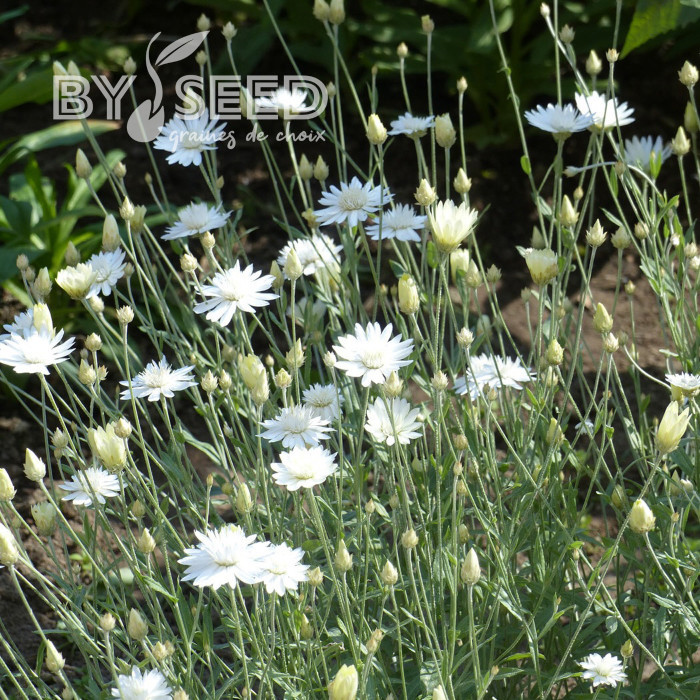 Immortelle annuelle Superbissimum Album