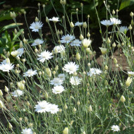 Immortelle annuelle Superbissimum Album