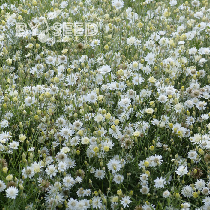 Immortelle annuelle Superbissimum Album