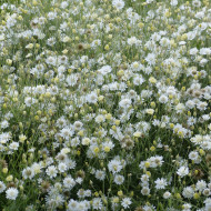 Immortelle annuelle Superbissimum Album
