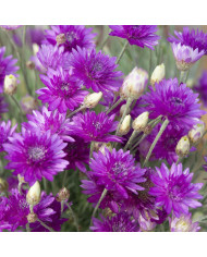 Immortelle annuelle Superbissimum Album
