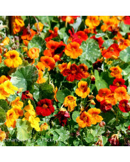Capucine grimpante à fleurs simples Mix BIO