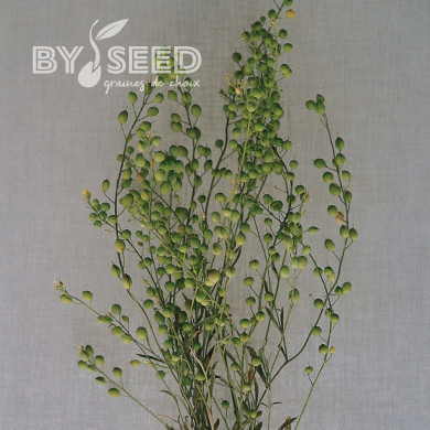 Lepidium sativum Attraxa