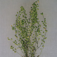 Lepidium sativum Attraxa