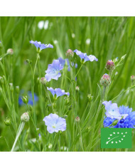 Lobelia Starship Blue (graines enrobées)
