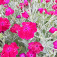 Coquelourde des jardins Atrosanguinea