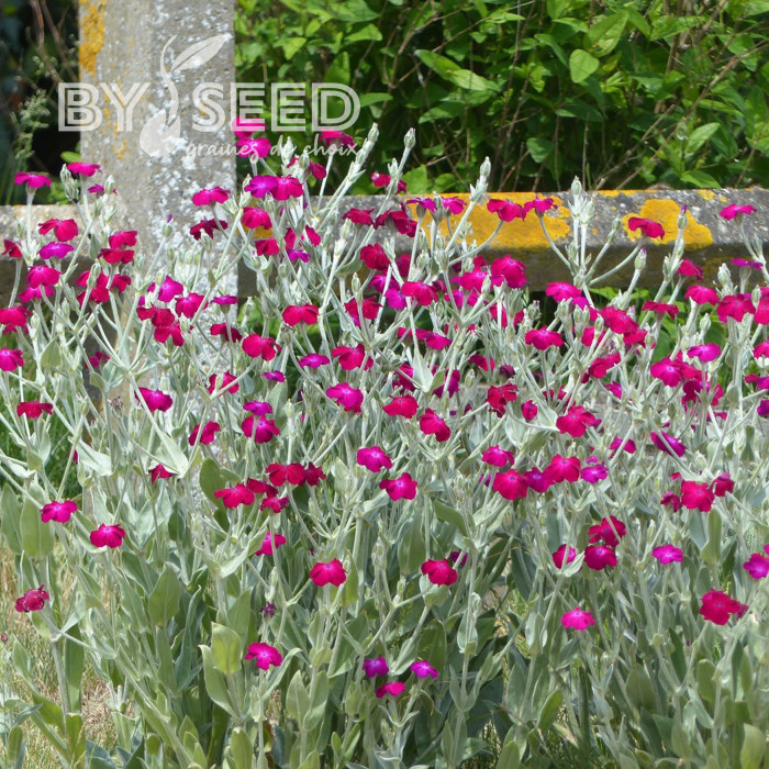 Coquelourde des jardins Atrosanguinea