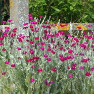 Coquelourde des jardins Atrosanguinea